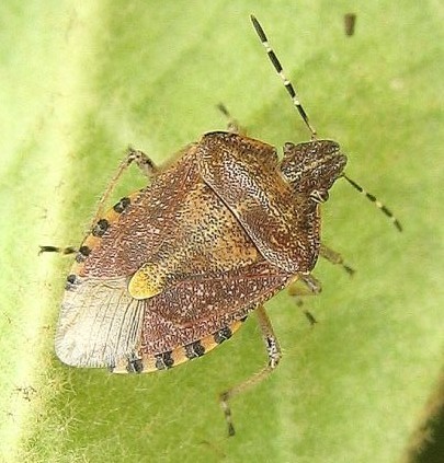 dolycoris-baccarum-punaise-des-baies-copie-1.jpg