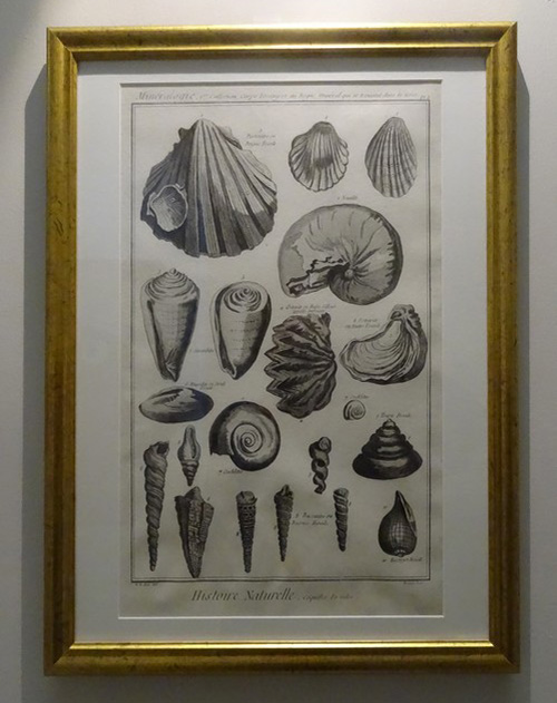 "Fossiles, la naissance d'une science" au musée Buffon de Montbard, une magnifique exposition