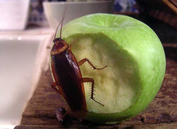 Cafard qui mange une pomme