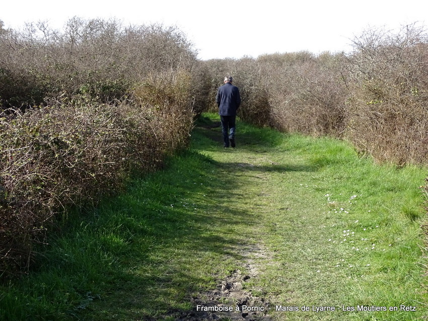 Marais de Lyarne - Les Moutiers en Retz  - 2022