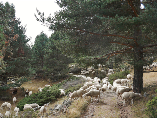 En chemin on croise de troupeau de moutons