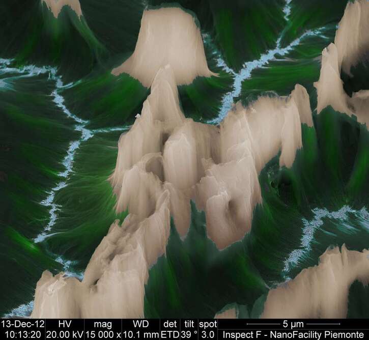 Biologie:  Microscopie électronique: 15 photos extraordinaires de l’infiniment petit