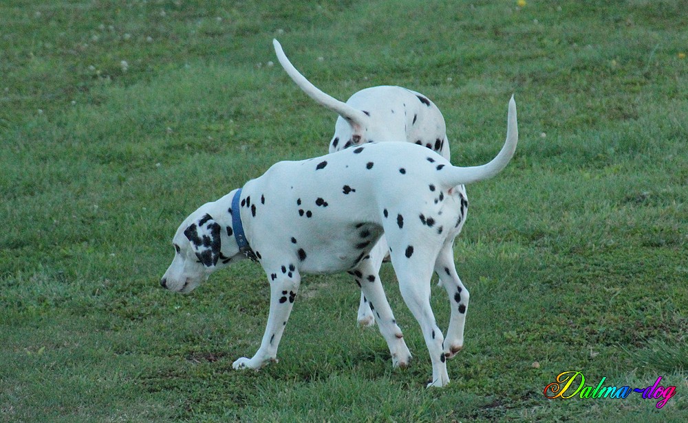 Shelby et Harley