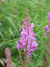 Bonnes et mauvaises herbes