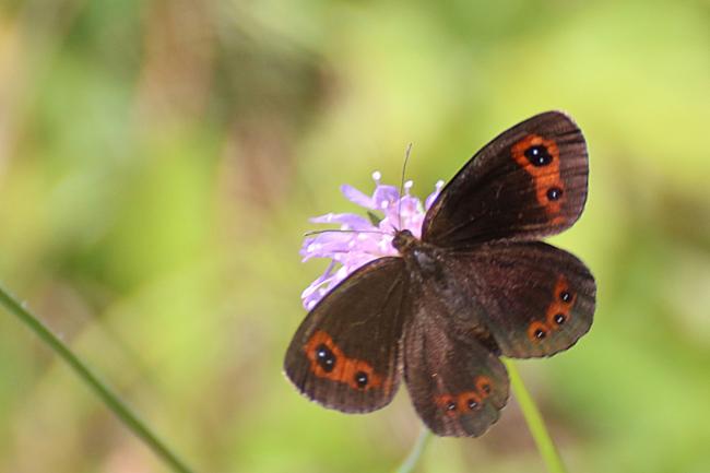 Moiré sylvicole ou Moiré tardif