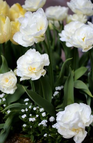 Tulipes Promesse de Fleurs (1/3) : Sunny Prince + Exotic Emperor