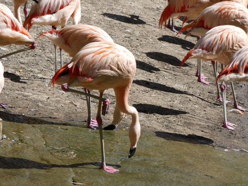 Zoo La Boissière Du Doré