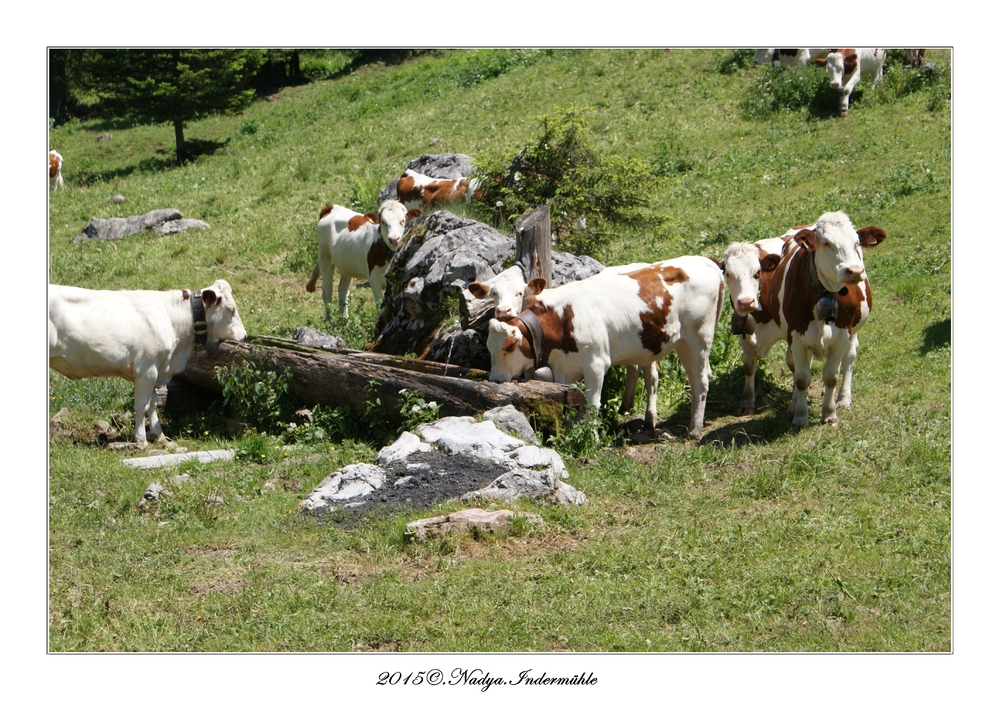 Les vaches