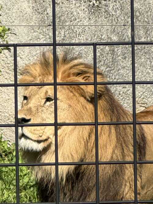 Zoo de vincennes - les lions - le lynx - les pumas 