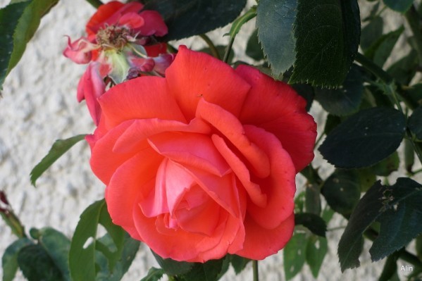 n01---La-rose.JPG