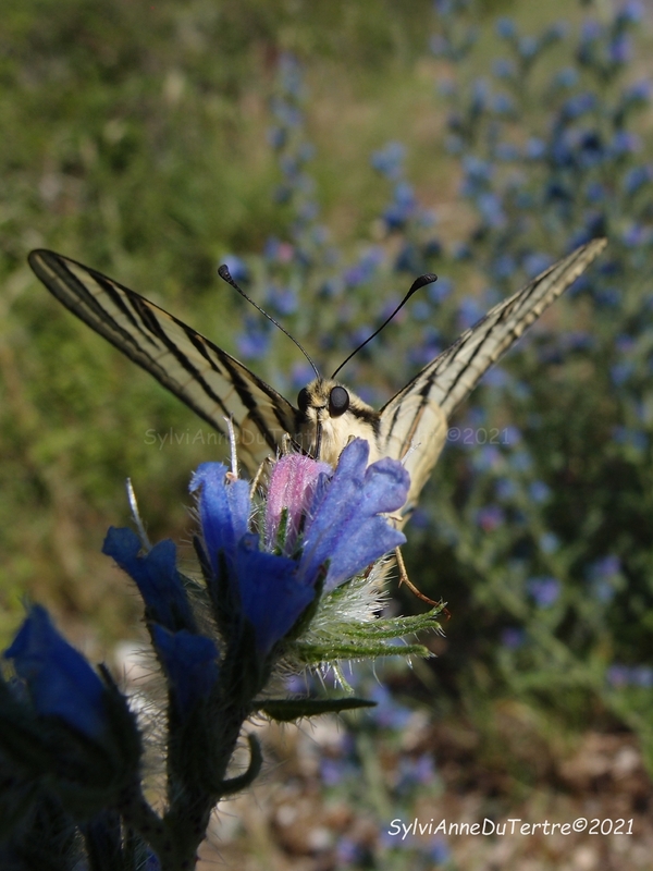 Lépidoptère : Le Flambé, Iphiclides podalirius