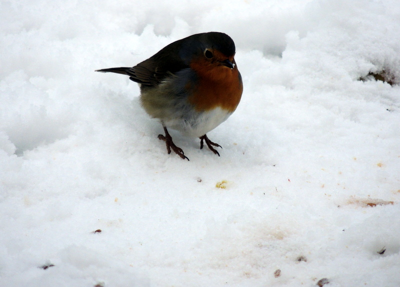 Les oiseaux du ciel ,,,La neige en Picardie