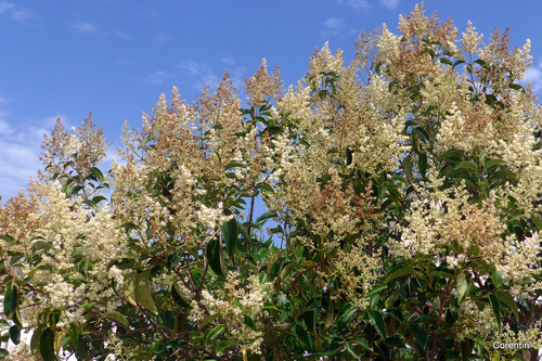 Les jolies petites fleurs blanches