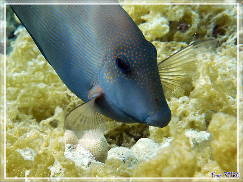 Poisson-chirurgien strié ou Maïto, Lined bristlethooth or Striated surgeonfish (Ctenochaetus striatus) - Jardin de corail - Motu Tautau - Taha'a - Polynésie française