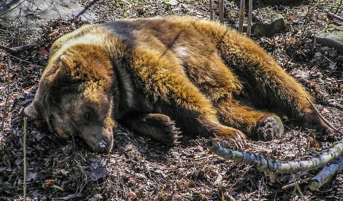 Ours tué dans l'Ariège : 21 associations de défense de la nature interpellent Emmanuel Macron