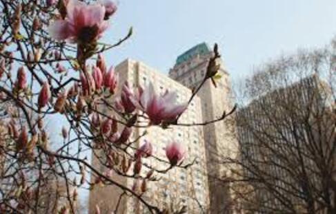                                 **  Le Retour des MAGNOLIAS dans la Nature.**