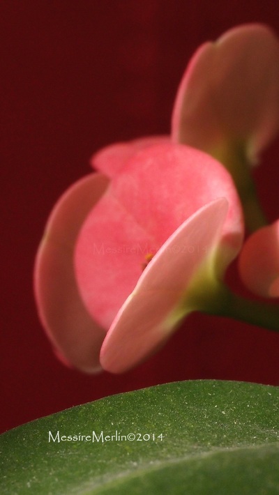 Fleurs : La couronne d'épines, Euphorbia milii