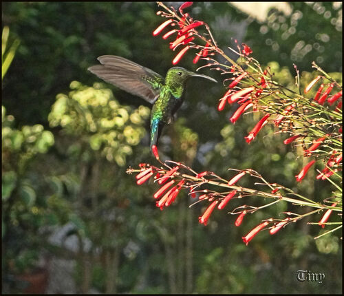 Oiseaux de Guadeloupe ; le colibri