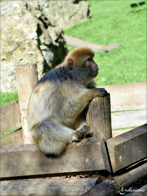 Photo de Magots ou Macaques de Barbarie - Beauval