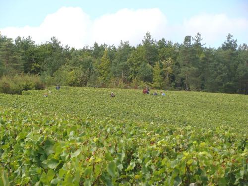 Les vendanges chez Sylvain Bouhélier..