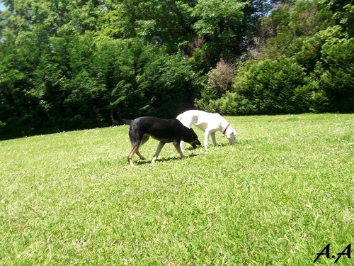 Cani roller et jeux