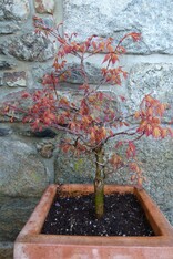 acer palmatum katsura 2018- restructure des branches principales