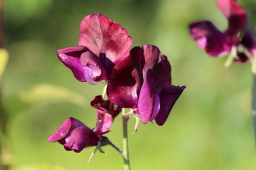 Couleur du jour : le pourpre