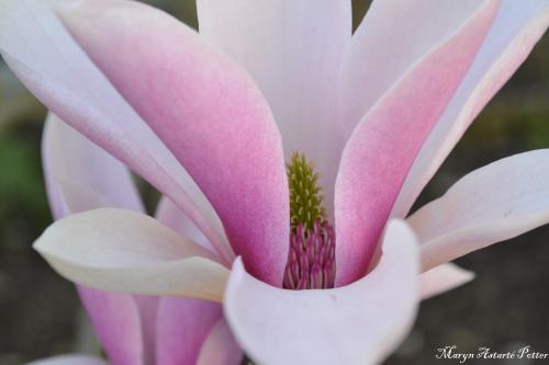 Le cartoscope du jeudi 27 novembre 2014