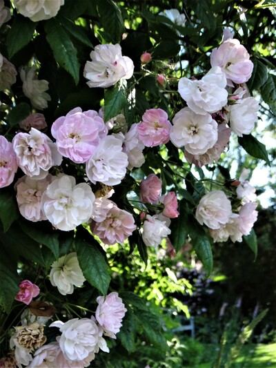 Exubérance au jardin