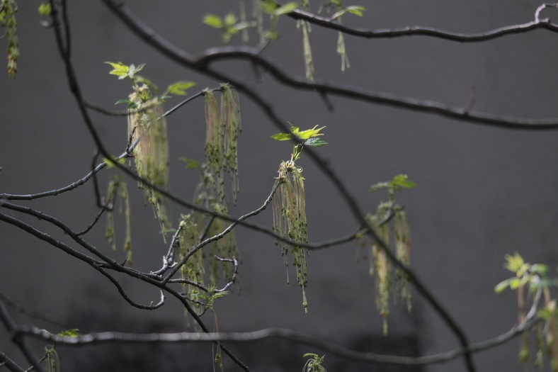 Le printemps dans les arbres 