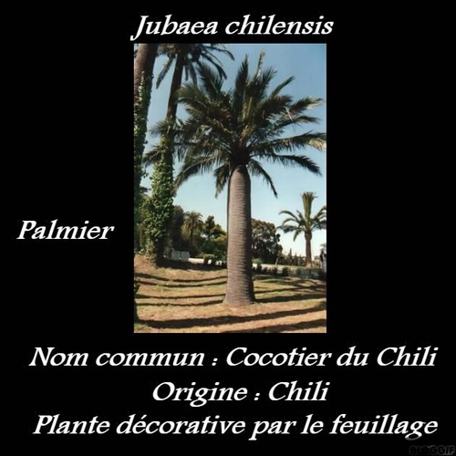 Jubaea chilensis 