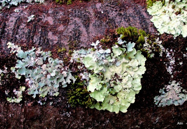 k06---Lichens-et-mousses.JPG