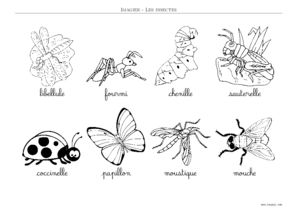INSECTE - Imagier Insectes a Imprimer - Toupty.com