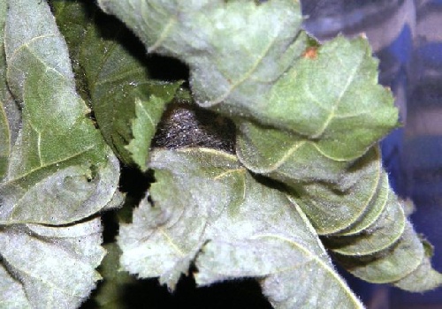 La chenille