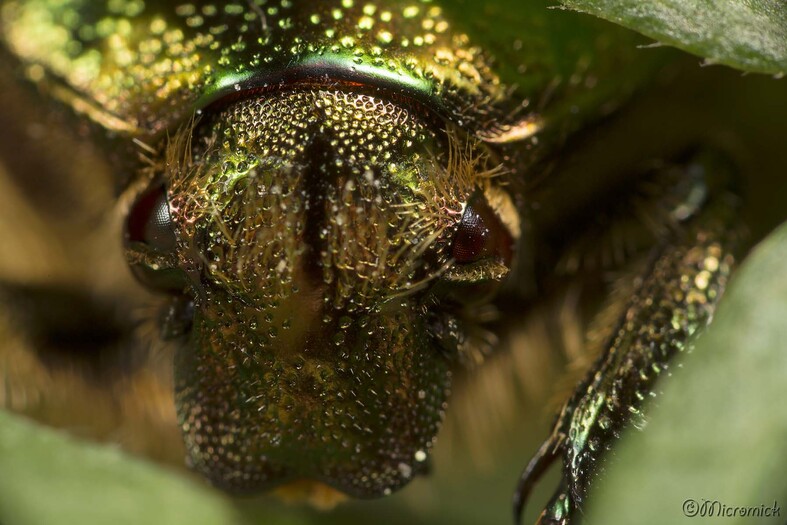 La Cétoine dorée (Cetonia aurata)