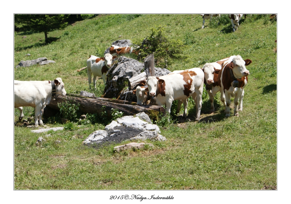 Les vaches