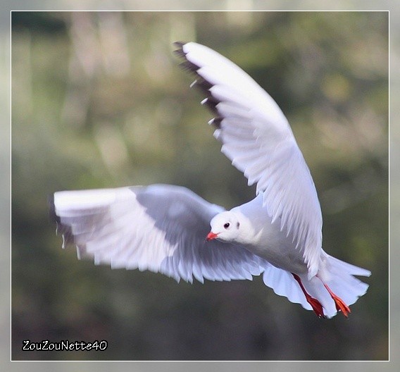 MOUETTE-EN-VOL--N--3--.JPG