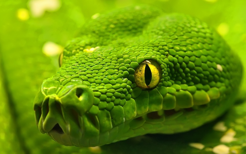 5 images de Reptiles