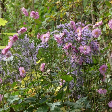 Troc Plantes au Jardin de Valérie...