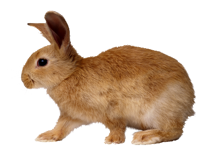 PAQUES = PASCOA