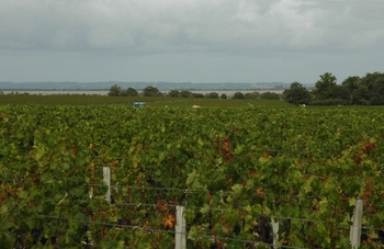 Saint-Estephe-Vignes-sur-croupe-en-bordure-de-Gironde-C-M_CRIVELLARO