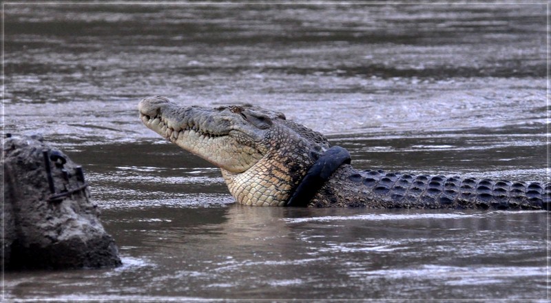 Crocodile libéré de son pneu de moto