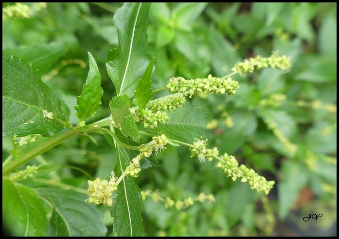 Mercurialis annua.