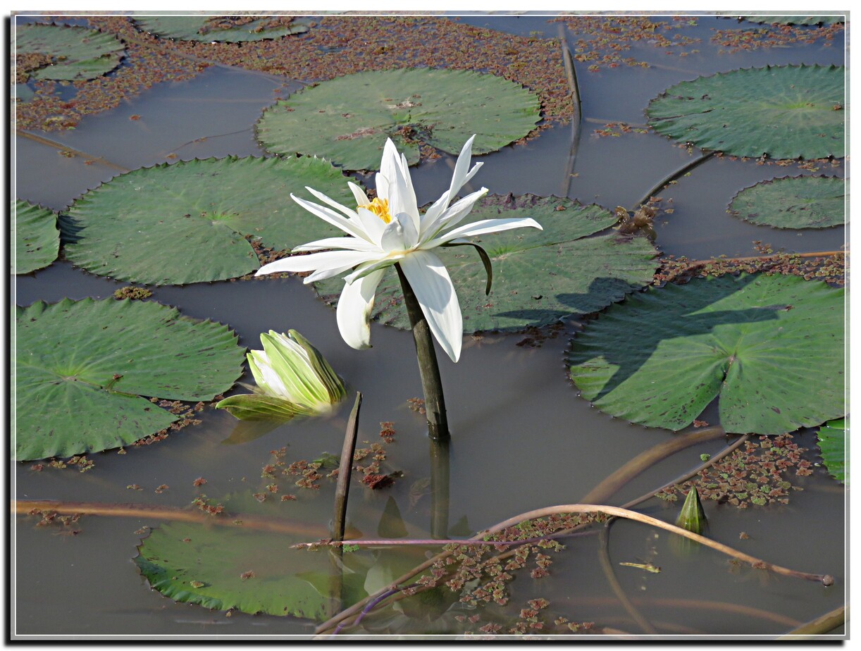 FLEURS DE LOTUS SENEGAL 2019