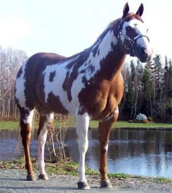 Le Paint Horse Tout sur le Cheval