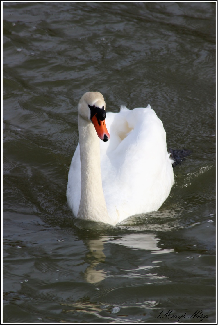 Les cygnes