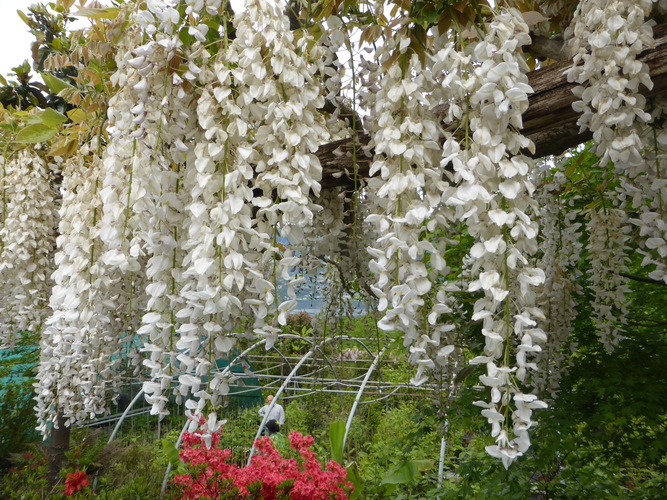 Au milieu des fleurs 