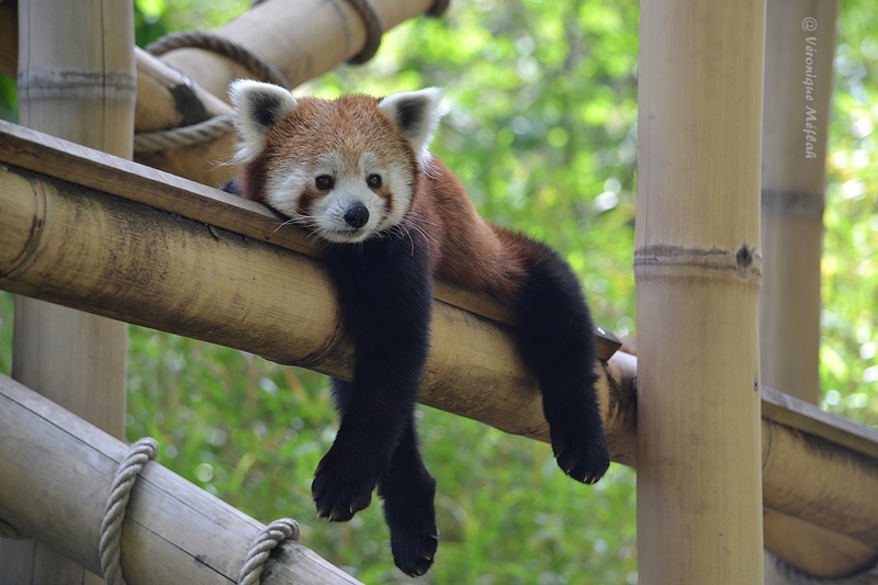 Ménagerie du Jardin des Plantes : Panda Roux