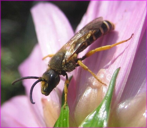 Halictus scabiosae