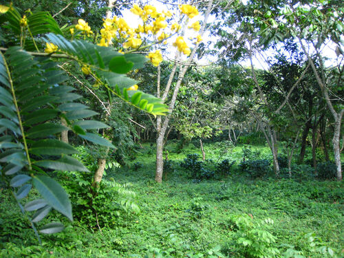 Parc National Guayarana
